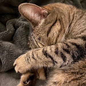 Meet your Posher, Ann